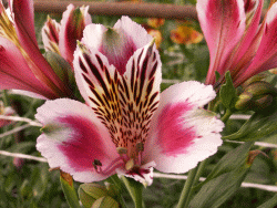 альстремерия (alstroemeria) продажа цветок дешево фото