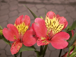 альстремерия (alstroemeria) продажа цветок дешево фото