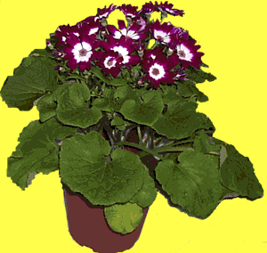 цветок цинерария - выращивание уход